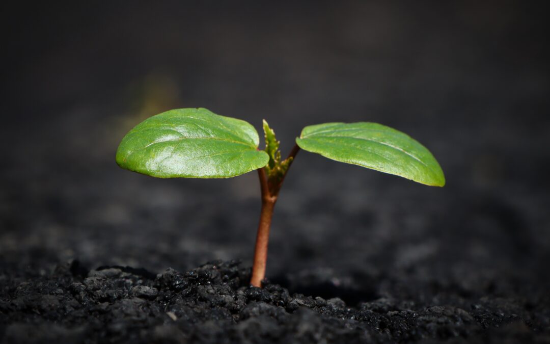 Land unterstützt Kommunen bei der Klimaanpassung